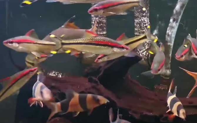 觀賞眉道人魚好養嗎_觀賞眉道人魚怎么養_一眉道人觀賞魚