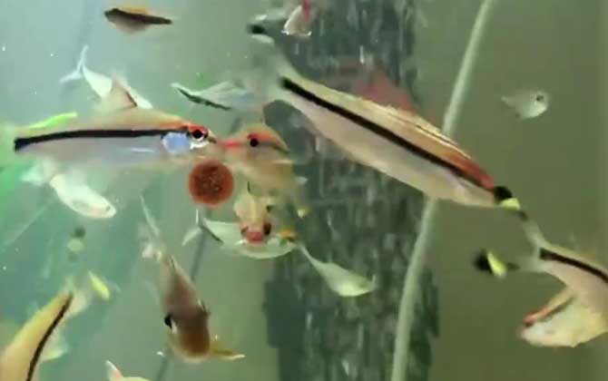 觀賞眉道人魚怎么養_一眉道人觀賞魚_觀賞眉道人魚好養嗎