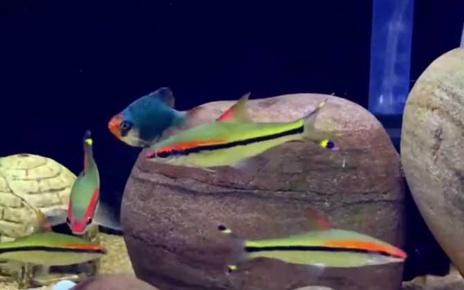 一眉道人觀賞魚_觀賞眉道人魚怎么養_觀賞眉道人魚好養嗎