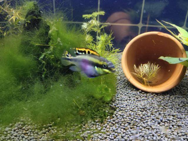 爆缸能力超強的三種小型觀賞魚，為什么很多