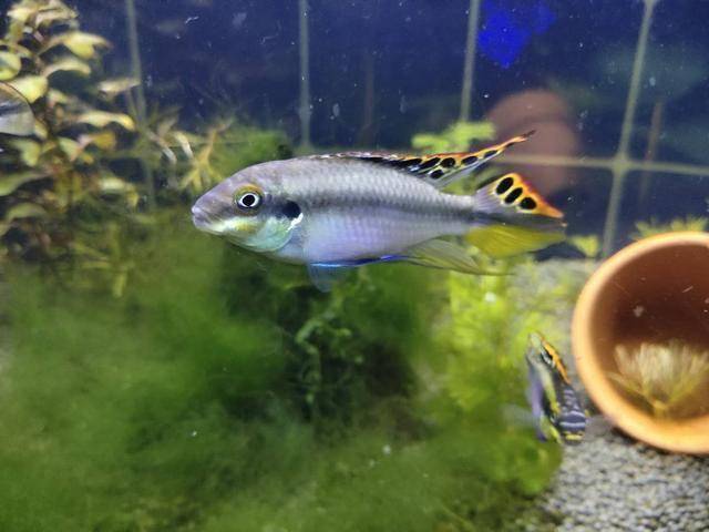 常見的小型觀賞魚_常見小型觀賞魚種類_常見小型觀賞魚圖片和名字