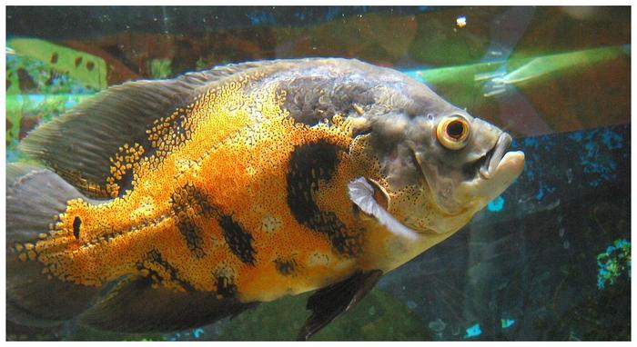 裸缸適合養什么魚，先來看看6種魚，它們在