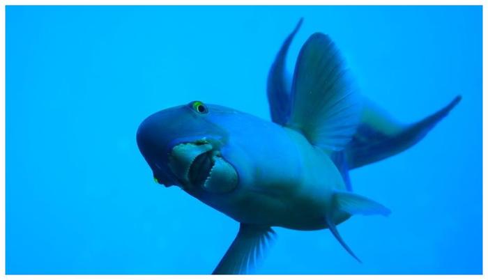 北方魚缸養什么觀賞魚比較好_觀賞魚缸北方養魚好比較好養的_觀賞魚缸北方養魚好比較好的