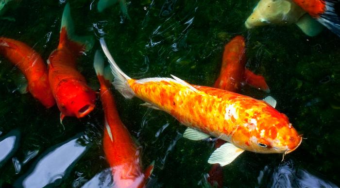 觀賞魚缸北方養魚好比較好養的_北方魚缸養什么觀賞魚比較好_觀賞魚缸北方養魚好比較好的