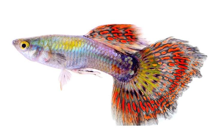 北方魚缸養什么觀賞魚比較好_觀賞魚缸北方養魚好比較好養的_觀賞魚缸北方養魚好比較好的