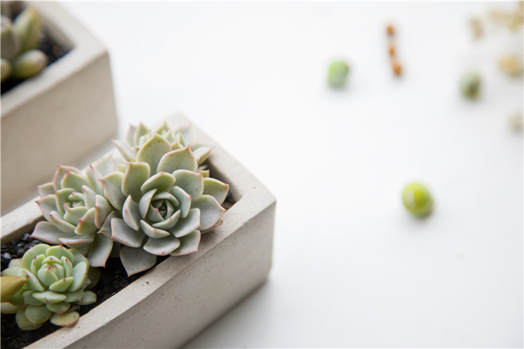 多肉怎么種？多肉的養護攻略（超全）