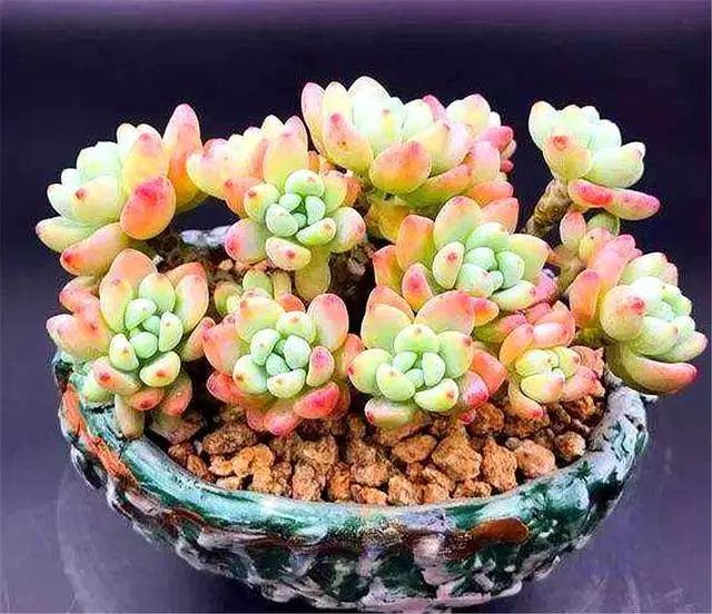 帶香氣的多肉品種_香氣品種多肉帶香味_多肉植物那種帶香味