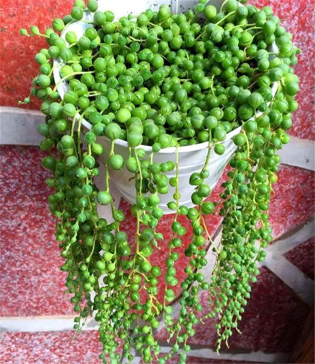 香氣品種多肉帶香味_多肉植物那種帶香味_帶香氣的多肉品種