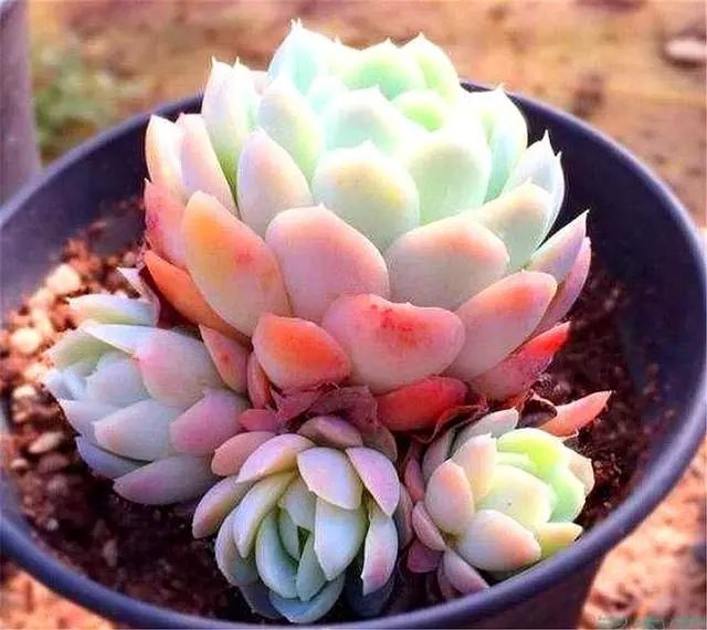 帶香氣的多肉品種_香氣品種多肉帶香味_多肉植物那種帶香味