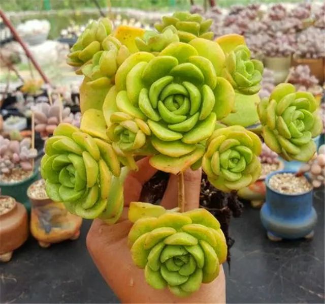 多肉植物那種帶香味_香氣品種多肉帶香味_帶香氣的多肉品種