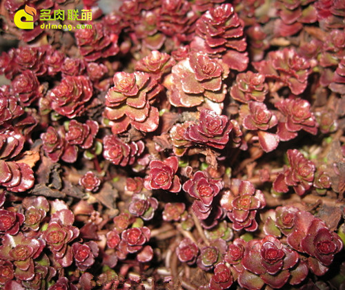 多肉 繁殖 小球玫瑰，龍血景天