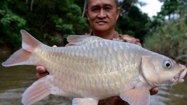 觀賞便宜魚有哪些_便宜的觀賞魚有哪些_觀賞便宜魚有哪幾種