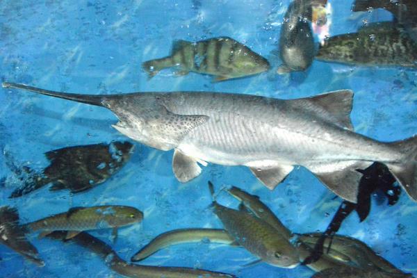 便宜的觀賞魚有哪些_觀賞便宜魚有哪些_觀賞便宜魚有哪幾種