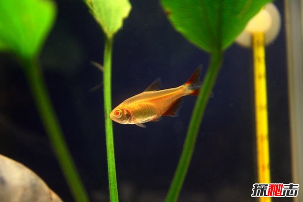 冷水觀賞魚大型有哪些_冷水大型觀賞魚有哪些_常見冷水觀賞魚魚