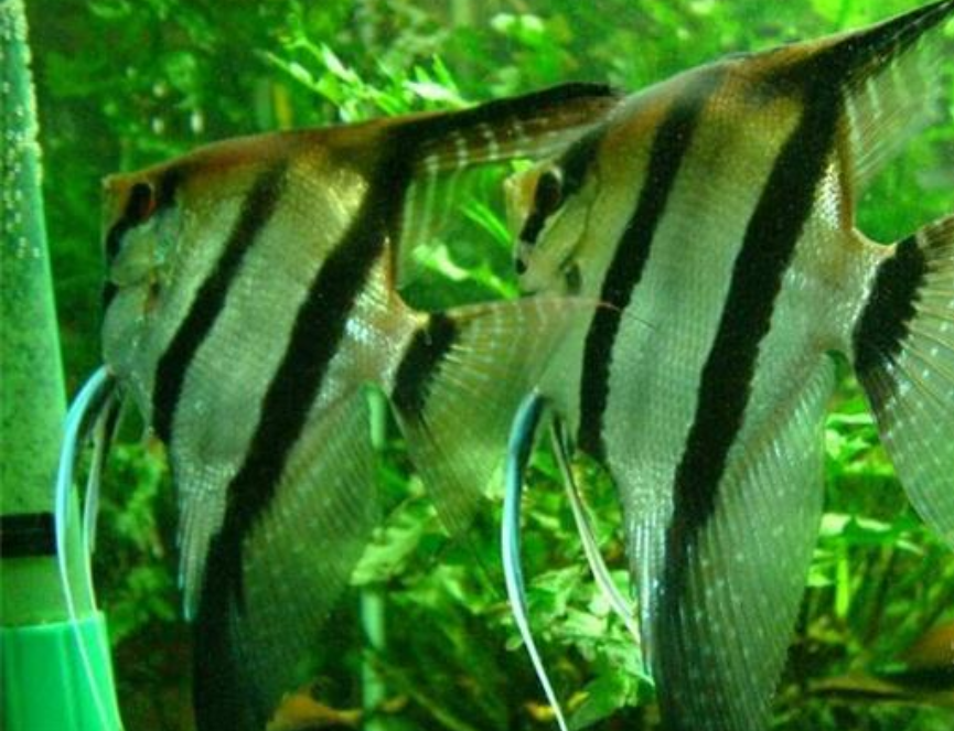 小型觀賞魚飼料哪個好_喂飼料的觀賞魚_小型觀賞魚喂什么飼料最好