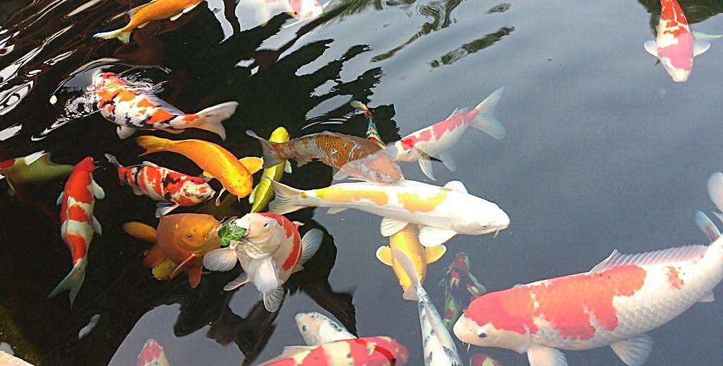 小型觀賞魚喂什么飼料最好_喂飼料的觀賞魚_小型觀賞魚飼料哪個好