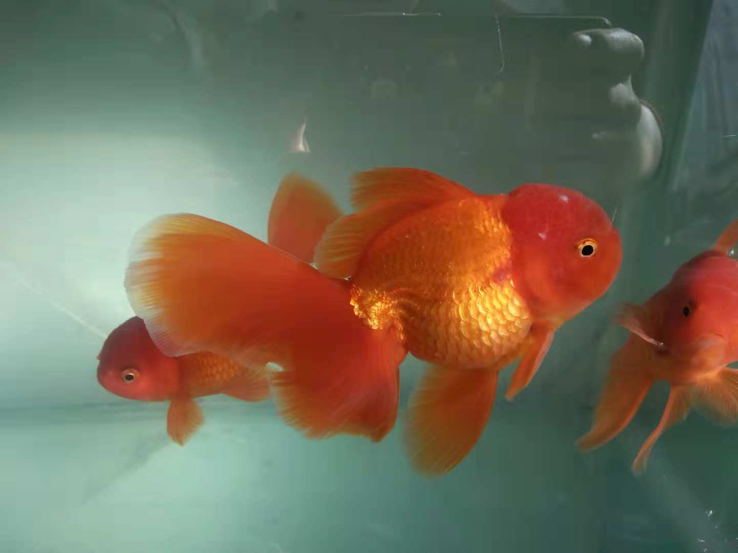 喂飼料的觀賞魚_小型觀賞魚喂什么飼料最好_小型觀賞魚飼料哪個好