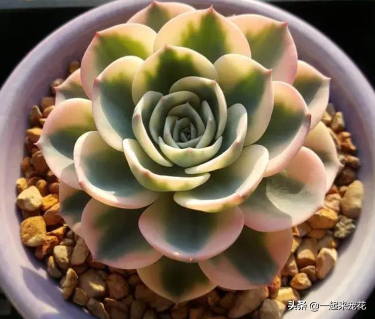 多肉淡雪爆盆圖片_多肉淡雪徒長怎么辦_淡雪多肉怎么爆頭