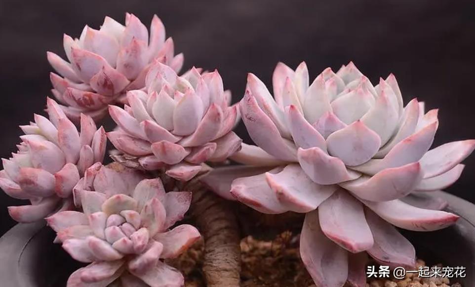 多肉淡雪爆盆圖片_多肉淡雪徒長怎么辦_淡雪多肉怎么爆頭