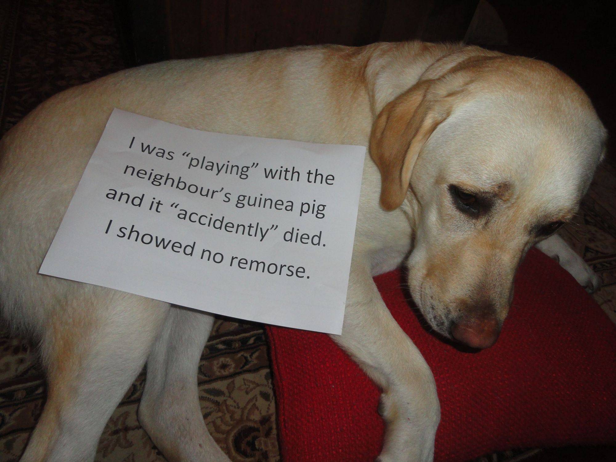 拉布拉多優(yōu)缺點：新手主人最易忽略運動問題