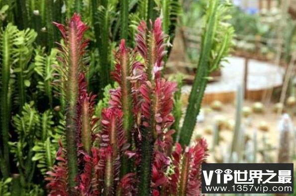 大型蓮花座多肉_蓮花座大型多肉好養(yǎng)嗎_蓮花座多肉植物