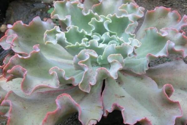 大型蓮花座多肉_蓮花座多肉植物_蓮花座大型多肉好養(yǎng)嗎