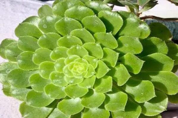 蓮花座多肉植物_蓮花座大型多肉好養(yǎng)嗎_大型蓮花座多肉