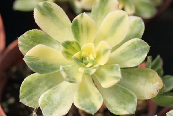 大型蓮花座多肉_蓮花座大型多肉好養(yǎng)嗎_蓮花座多肉植物