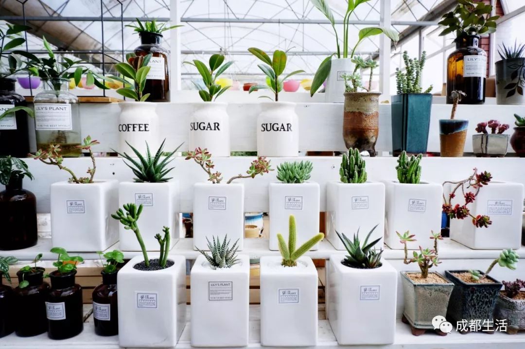 八尺鏡多肉_八尺鏡多肉_八尺鏡多肉