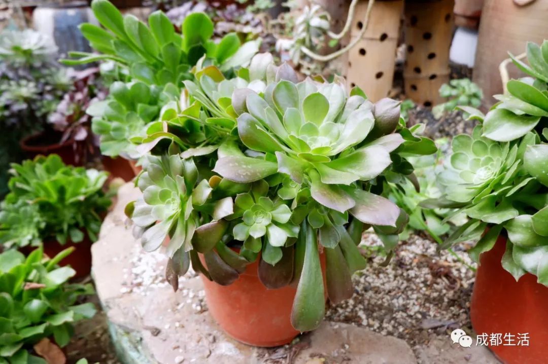 八尺鏡多肉_八尺鏡多肉_八尺鏡多肉