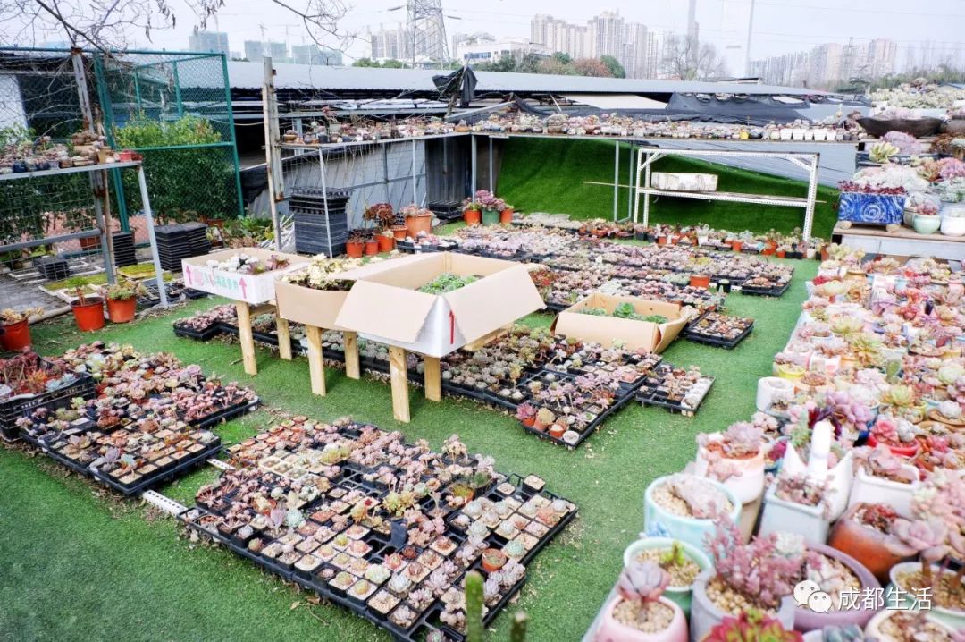 八尺鏡多肉_八尺鏡多肉_八尺鏡多肉