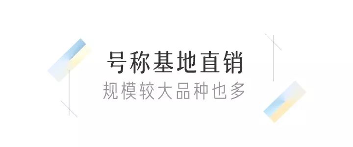 八尺鏡多肉_八尺鏡多肉_八尺鏡多肉