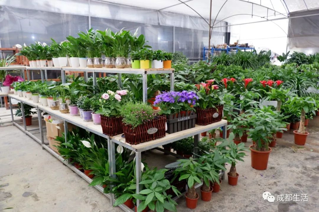 八尺鏡多肉_八尺鏡多肉_八尺鏡多肉