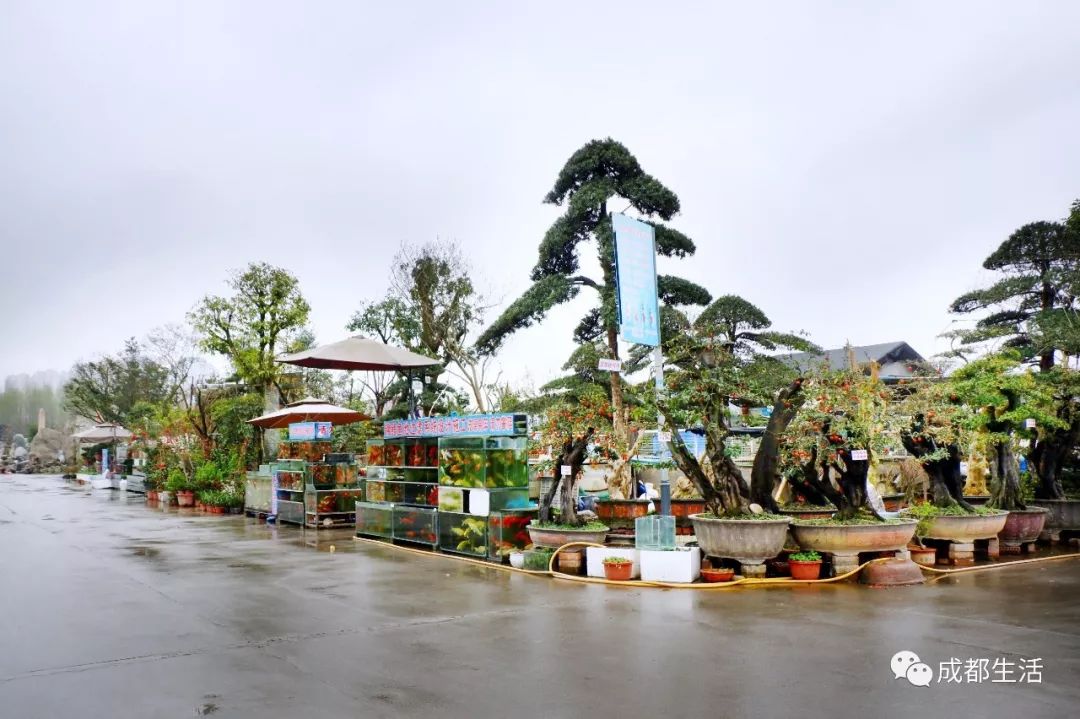 八尺鏡多肉_八尺鏡多肉_八尺鏡多肉