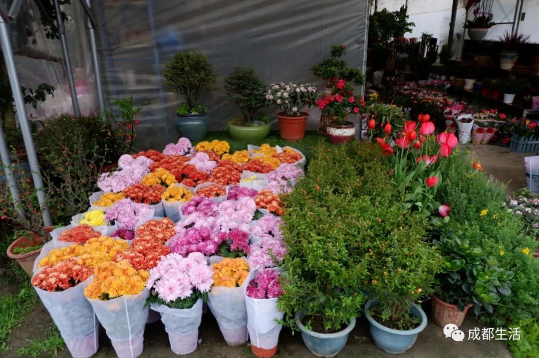 八尺鏡多肉_八尺鏡多肉_八尺鏡多肉