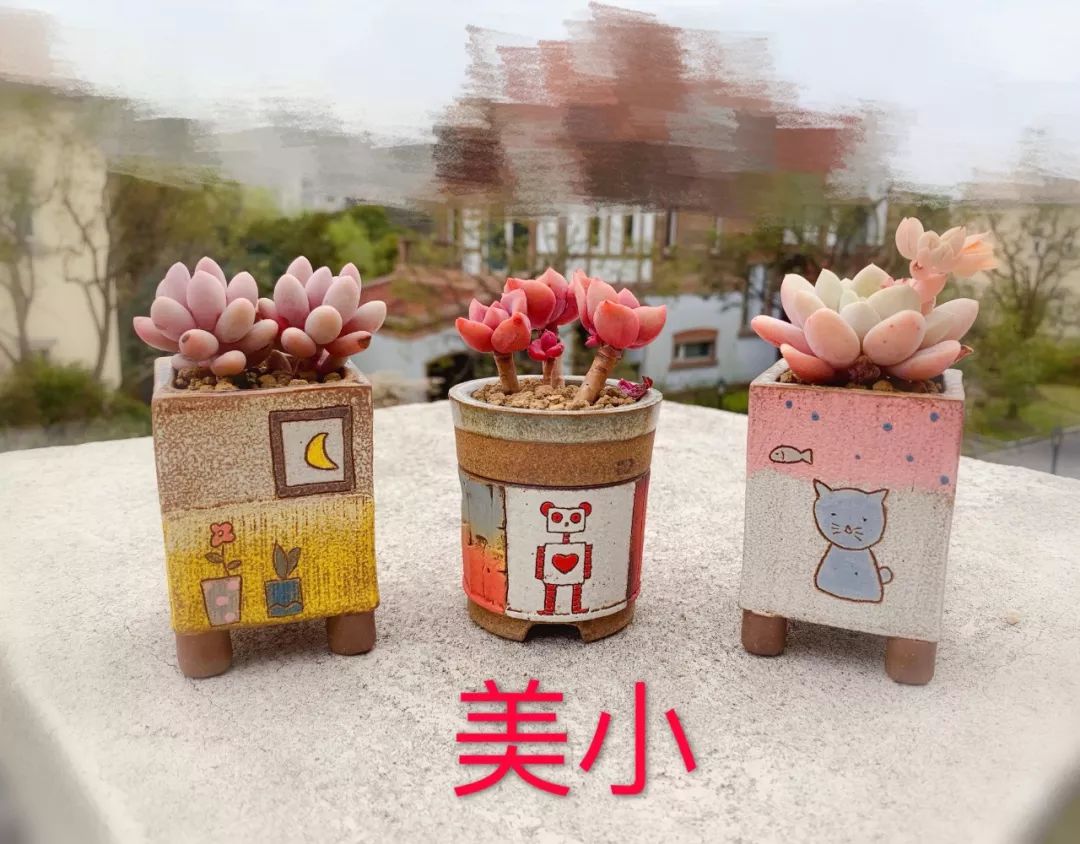 多肉 寶石花_多肉植物寶石花的含義_多肉植物寶石花