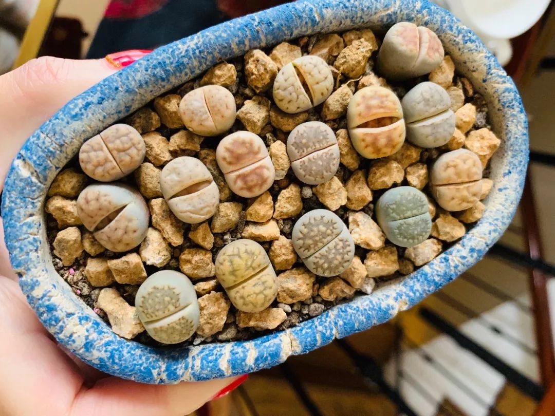 多肉植物寶石花的含義_多肉植物寶石花_多肉 寶石花