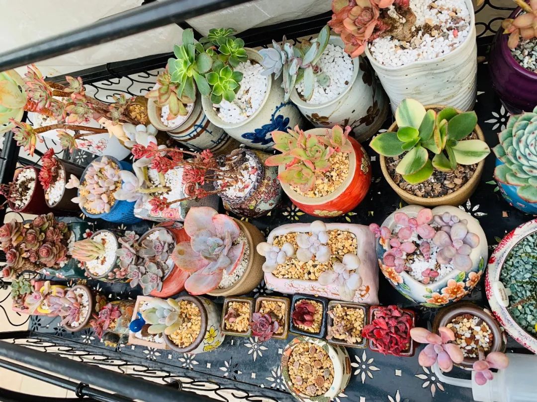 多肉植物寶石花_多肉植物寶石花的含義_多肉 寶石花