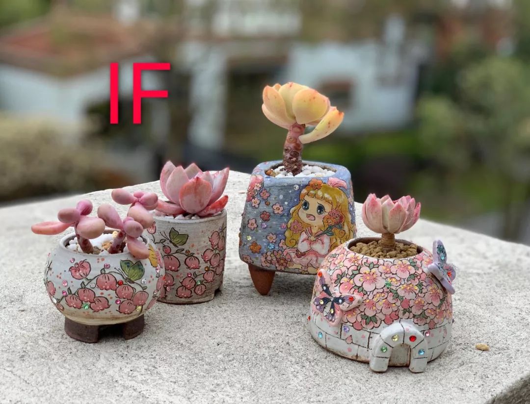 多肉植物寶石花_多肉 寶石花_多肉植物寶石花的含義