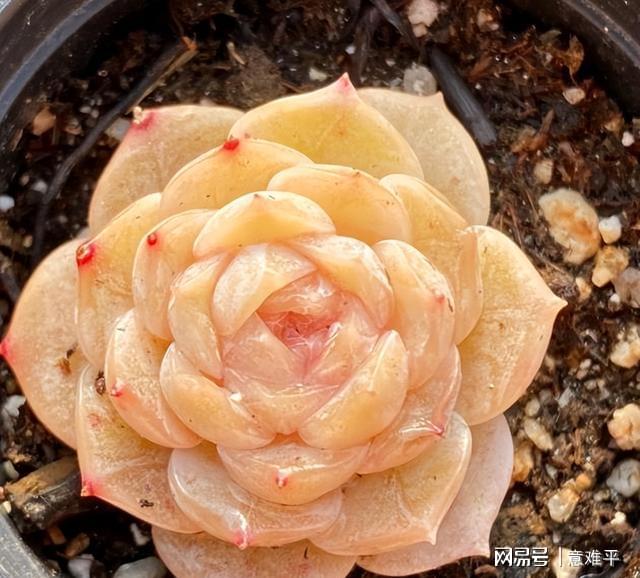 多肉姐妹純愛和恩寵，好養好看長勢旺，前者