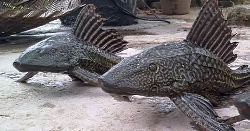 “清道夫”魚，為什么這么遭人厭惡？