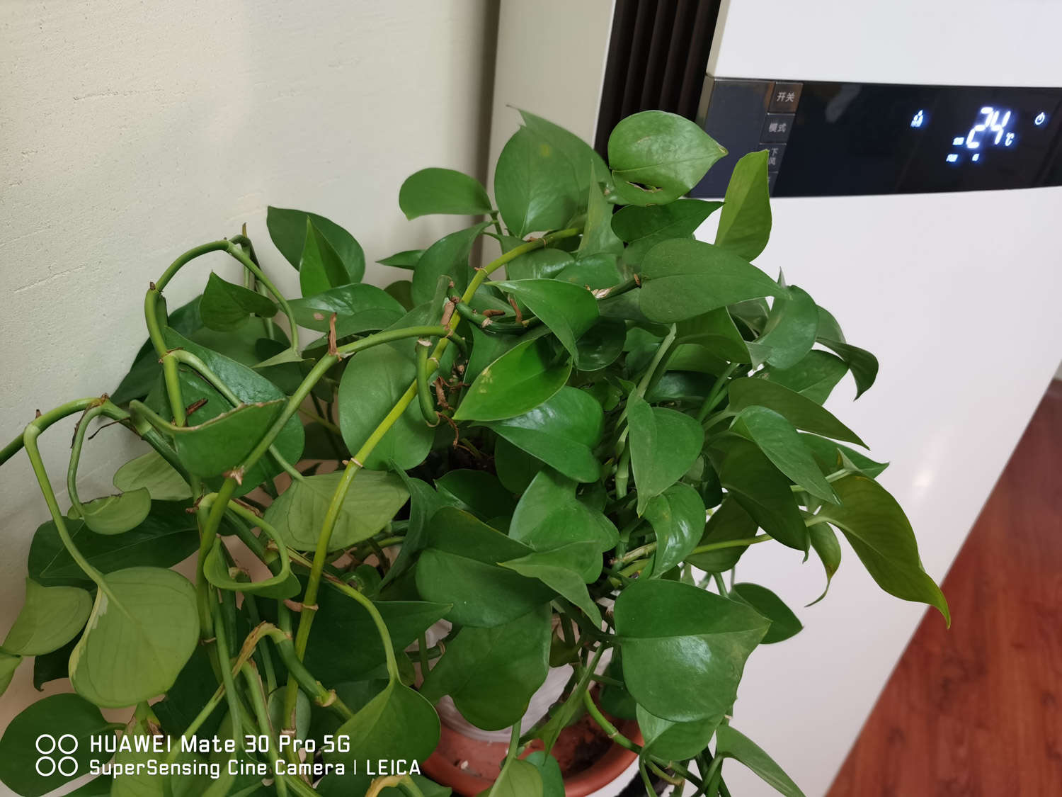 綠蘿5種扦插方法，學(xué)會1種，家里就多得放