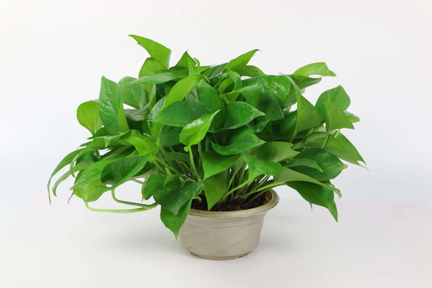 多肉葉插葉片朝上還是朝下_多肉葉插的好處_多肉怎么插葉片