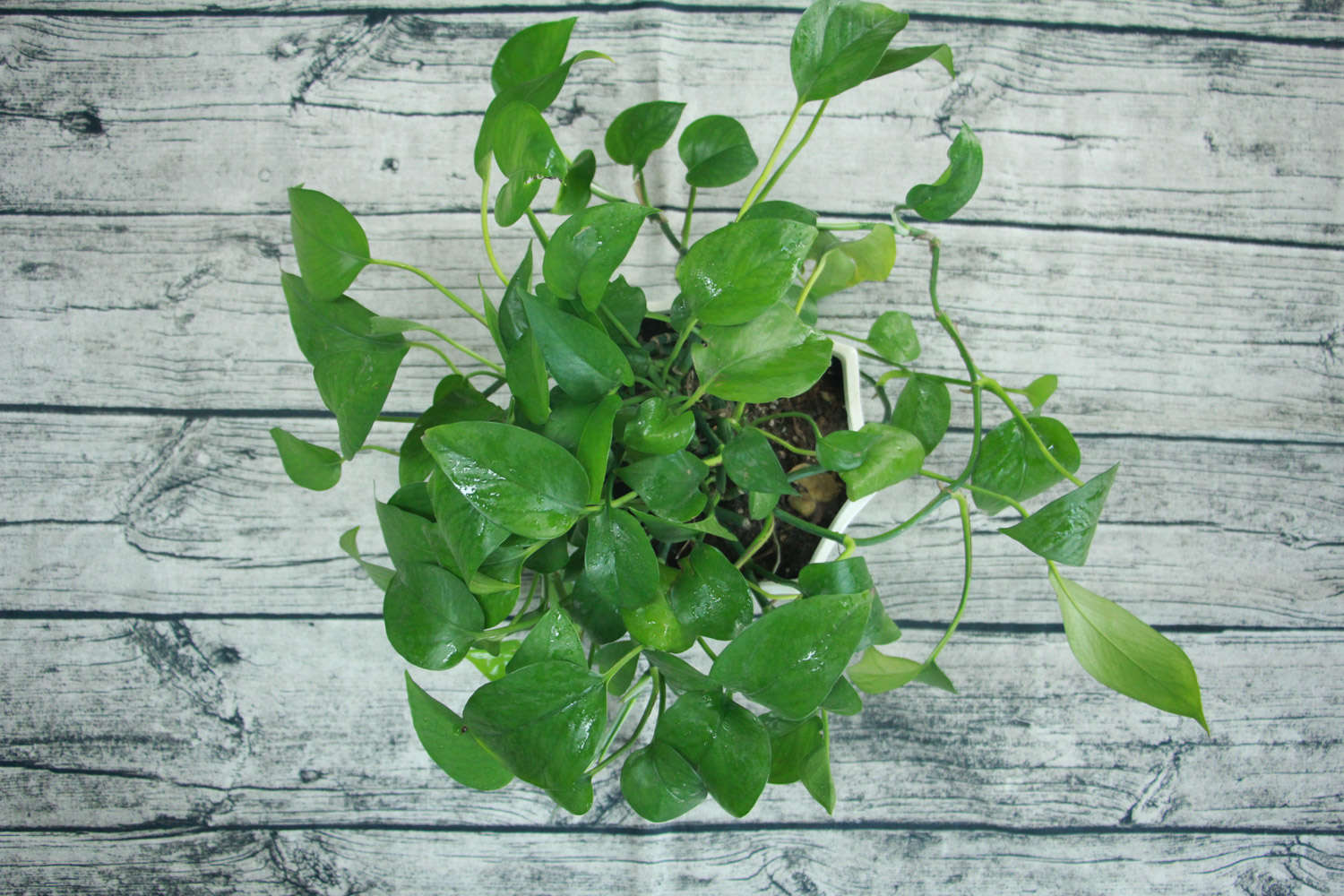 多肉葉插葉片朝上還是朝下_多肉葉插的好處_多肉怎么插葉片