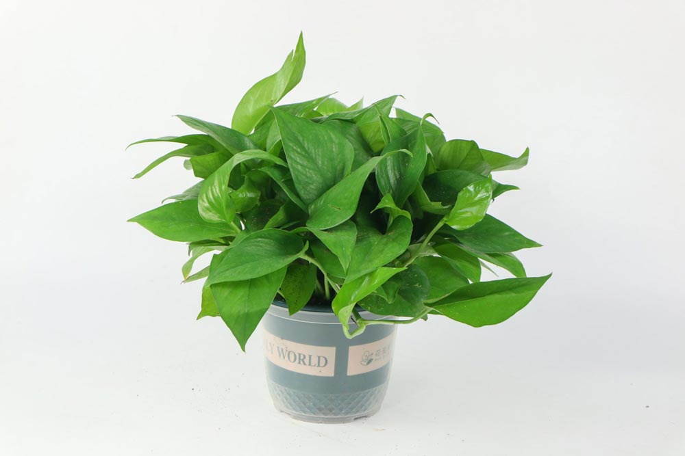 多肉葉插的好處_多肉怎么插葉片_多肉葉插葉片朝上還是朝下