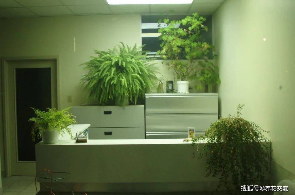 陽臺養(yǎng)多肉會運氣不好嗎_多肉養(yǎng)陽臺里面能養(yǎng)好嗎_陽臺養(yǎng)多肉風水好嗎