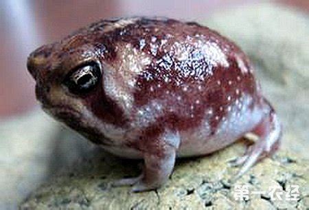 香草怎么養,這5種香草植物