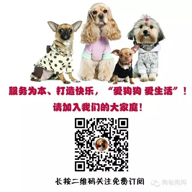 小型犬都有_小型犬有哪些_小型犬都有那種