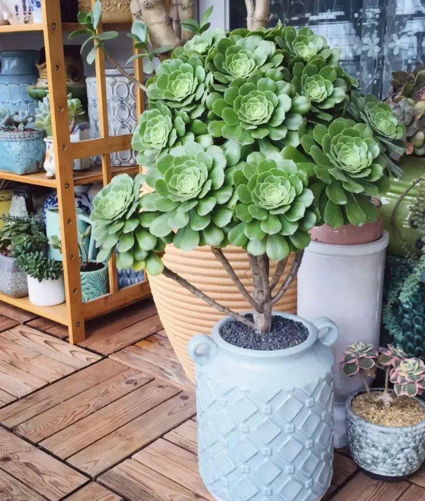 法師多肉養(yǎng)護(hù)視頻_法師多肉如何養(yǎng)護(hù)_法師多肉養(yǎng)護(hù)技巧