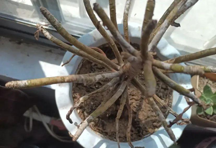 法師多肉養(yǎng)護(hù)技巧_法師多肉如何養(yǎng)護(hù)_法師多肉養(yǎng)護(hù)視頻